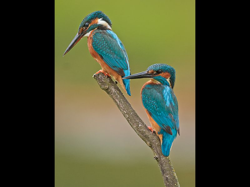 Pair of Kingfishers by Graham HILTON, LRPS
