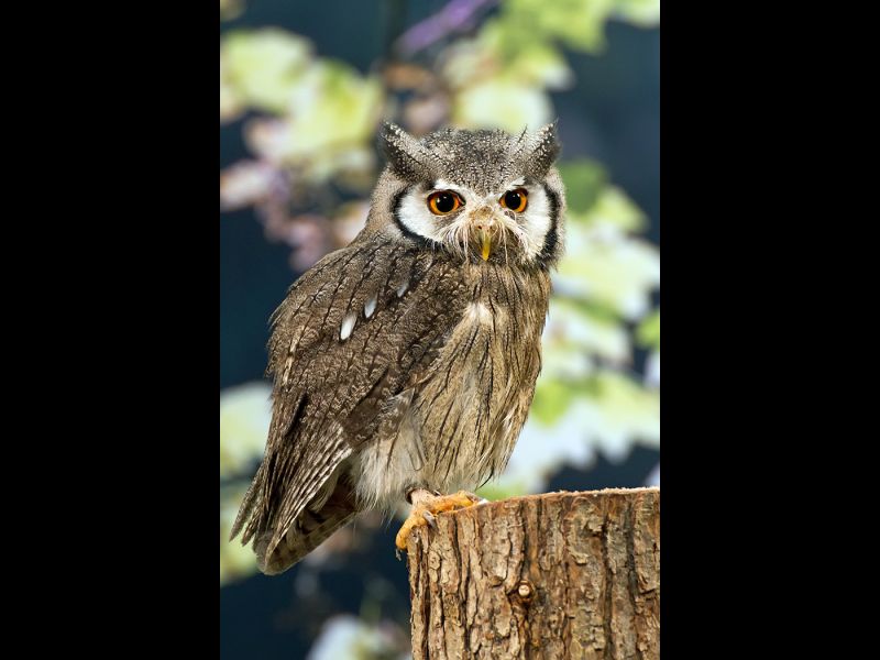 Scops Owl by Shaun WALSH