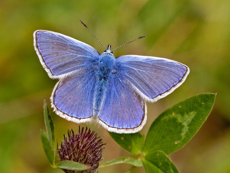 Common Blue Butterfly by Terry OTTWAY 