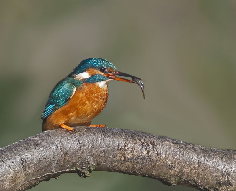 Kingfisher with Minnow by Ove ALEXANDER CPAGB