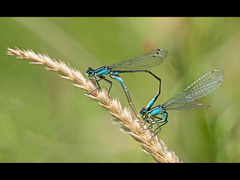 Blue-tailed Damselflies Mating by Terry Ottway