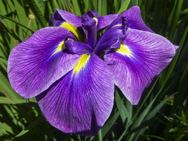 Annual Exhibitions 2019 Annual Exhibition Iris By Vivian Bath 