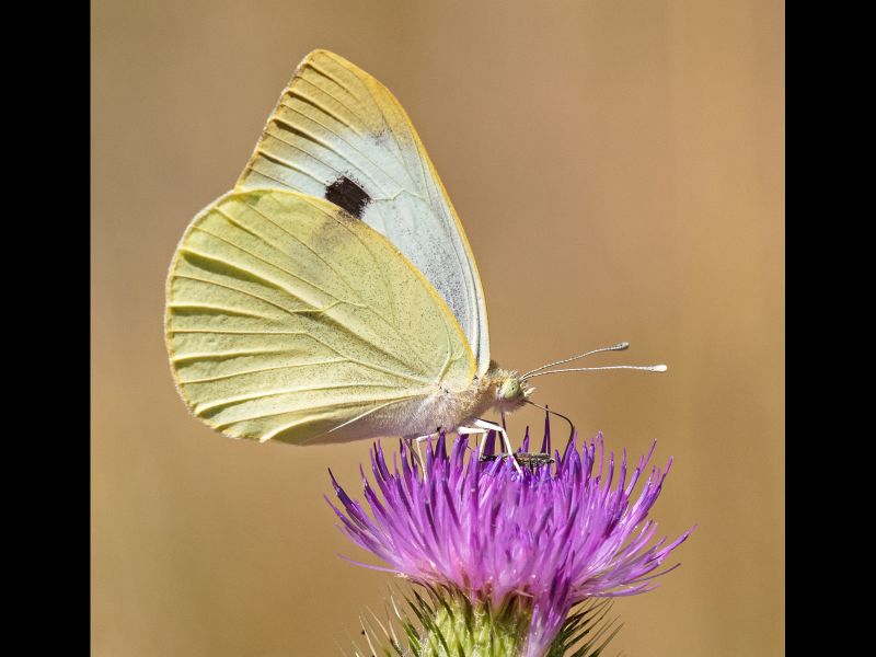 Large White by Terry Ottway