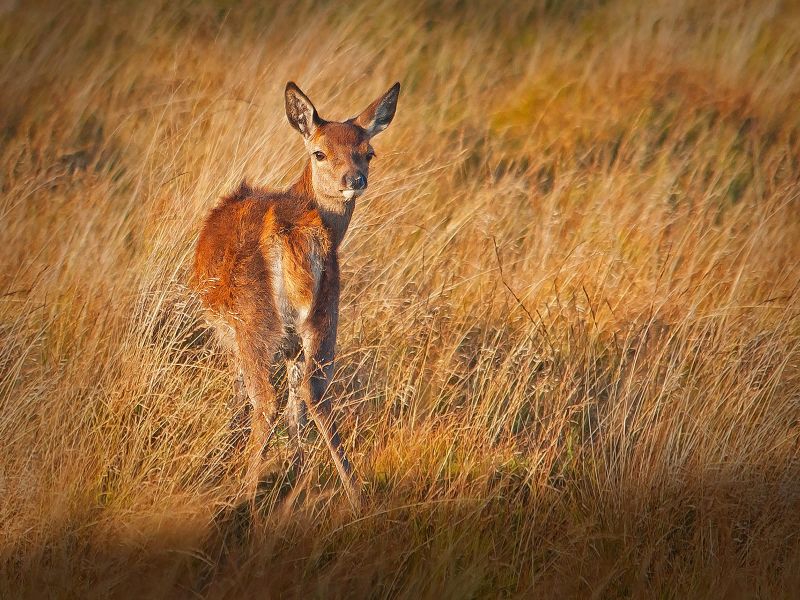 Red deer fawn by Dave Hastings