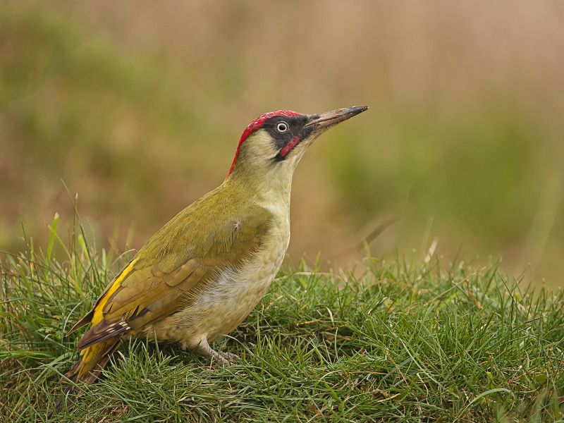 Green Woodpecker by Graham Hilton