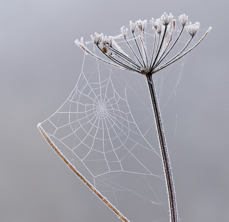 Whorled White Web